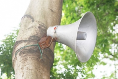 Chính phủ đã thành lập cơ quan 'trị' loa phường 